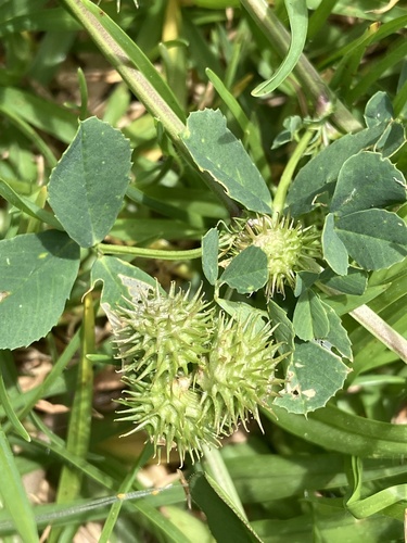 Burclover (Medicago polymorpha)