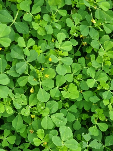 Burclover (Medicago polymorpha)