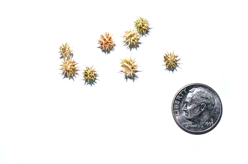 Mediterranean medick: Seed pods of Medicago praecox next to a U.S. dime for scale