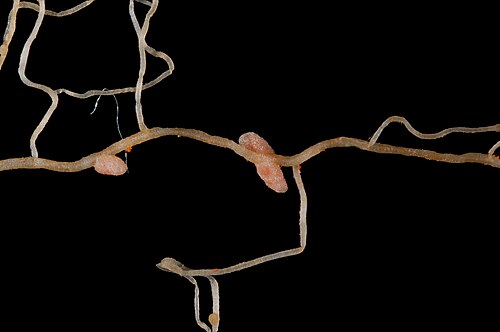 Mediterranean medick: The root nodules of a 4-week-old Medicago praecox inoculated with Sinorhizobium meliloti .