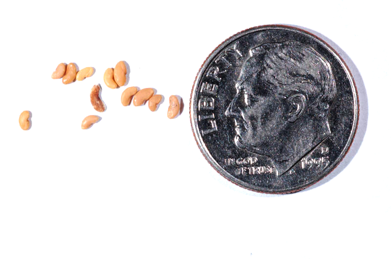 Mediterranean medick: Seeds of Medicago praecox next to a U.S. dime for scale