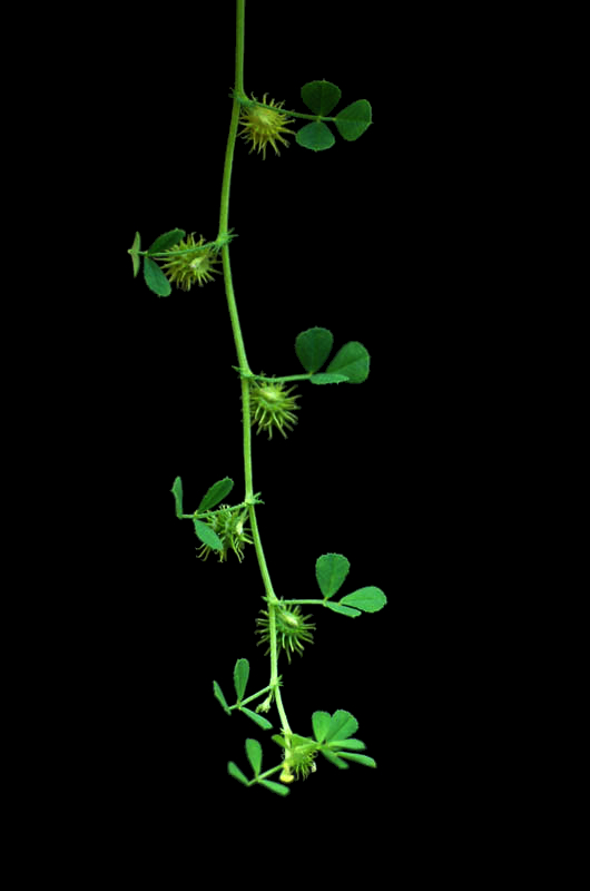 Mediterranean medick: A photograph of Medicago praecox showing the shoot with leaves and seed pods.