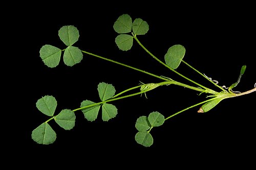 Mediterranean medick: The shoot of a 4-week-old Medicago praecox .