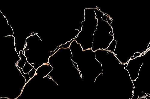 Mediterranean medick: The root system of a 4-week-old Medicago praecox .