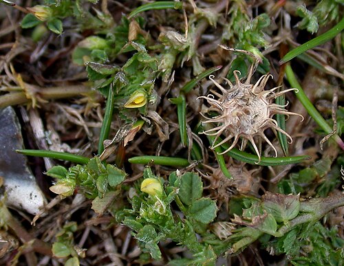 Mediterranean medick: Gosport Hants.