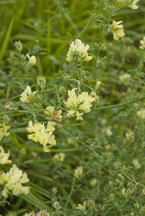 Alfalfa: Medicago sativa Velennes (Somme), France