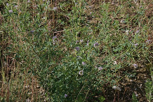 Alfalfa: Medicago sativa: Habit.