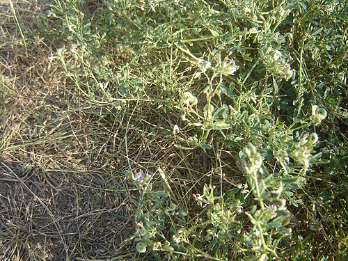 Alfalfa: Curly Seed Pod of Saskatchewan Purple Prairie Flower in Saskatchewan Purple Prairie Flower...It has a curly seed pod of the Purple prairie flower - a type of Fa