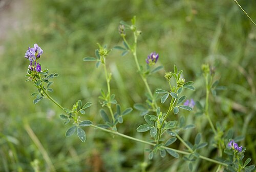 Alfalfa: Medicago sativa Vallée de Grâce à Amiens (Somme), France