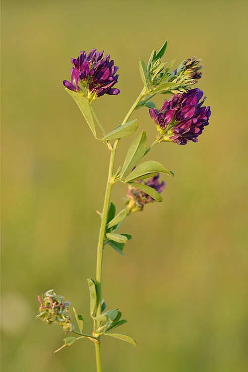 Alfalfa: Medicago sativa - lucerne in Keila, Estonia.