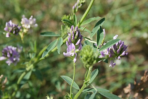 Alfalfa: Medicago sativa: Flowers.