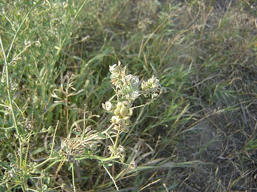Alfalfa: Seed pod gone curly of the Purple Prairie Flower in Saskatchewan earlier in the summer....Image:Purple-Prairie-Flower.JPG and Image:PurplePrairieFlower.JPG Comp