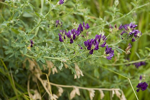 Alfalfa: Medicago sativa Velennes (Somme), France