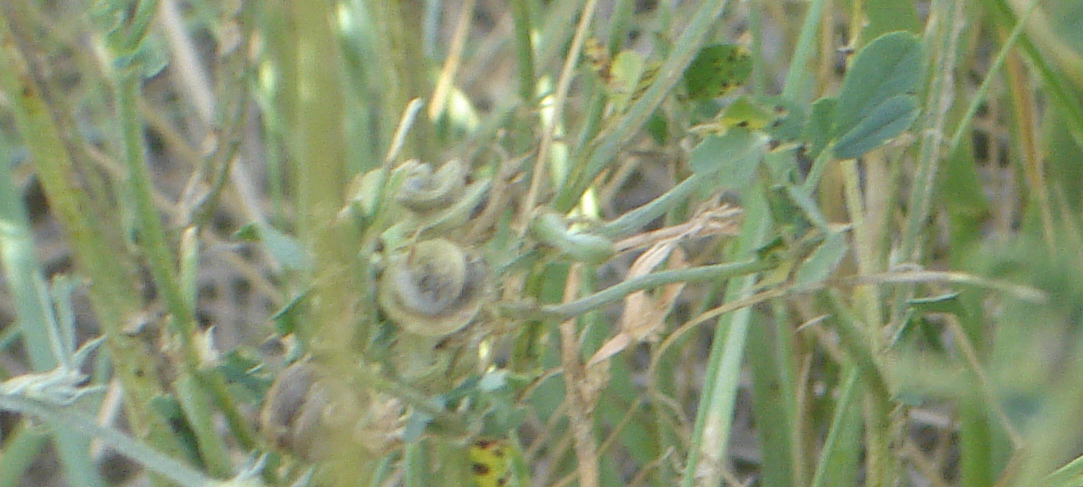 Alfalfa: The curly seed pod of the Purple prairie flower - a type of Fabaceae -Alfalfa Medicago sativa- see close up at Image:SKFabaceae.JPG and summer plant at Image:Pu