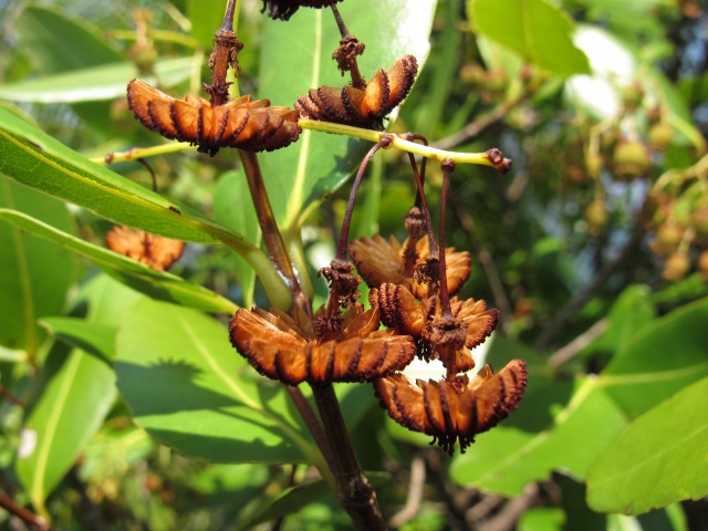 Jellyfish tree: Jellyfish Tree ( Medusagyne oppositifolia ), Mahé, Seychelles