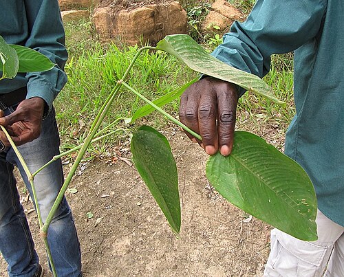 Megaphrynium macrostachyum: Close up of plant showing leaf and long stem structure. When mature one of the species of popular leaves used in central African cuisine as the leaf wrap for 'c