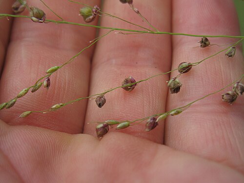 Guinea grass: Spikelets often get infected by an ergot (fungus) which give them a popcorn-like appearance.