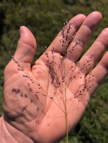 Guinea grass (Megathyrsus maximus)