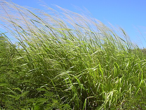 Guinea grass: Megathyrsus maximus , syn. Panicum maximum (habit). Location: Maui, Kahului