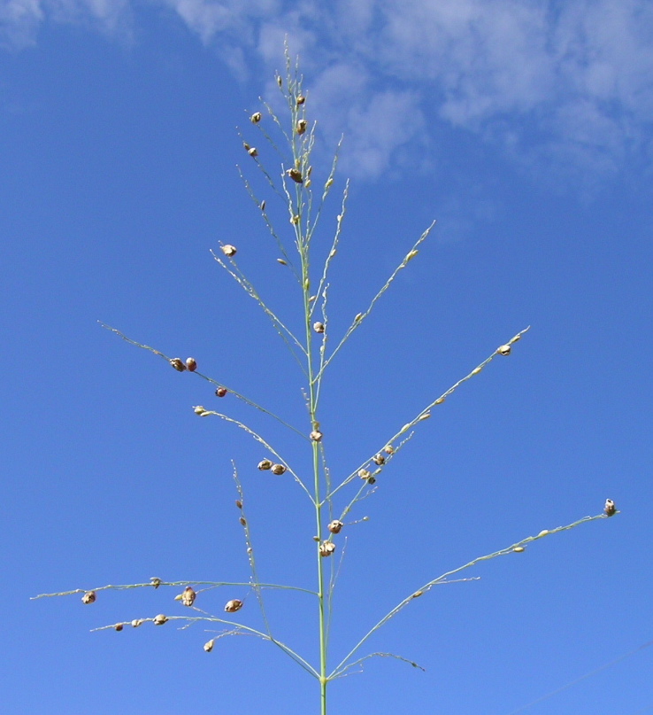 Guinea grass: Spikelets often get infected by an ergot (fungus) which give them a popcorn-like appearance.