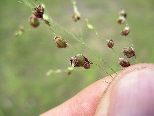 Guinea grass: Spikelets often get infected by an ergot (fungus) which give them a popcorn-like appearance.