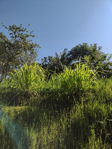 Guinea grass (Megathyrsus maximus)