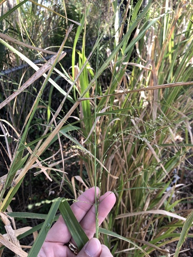 Guinea grass (Megathyrsus maximus)