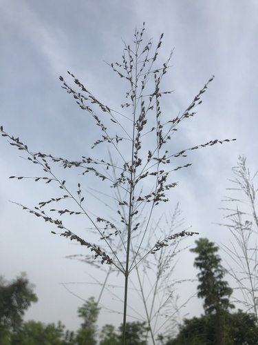 Guinea grass (Megathyrsus maximus)