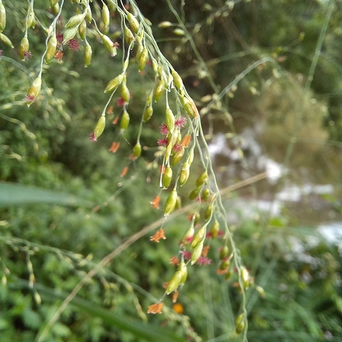 Guinea grass
