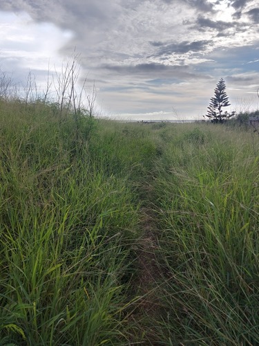 Guinea grass (Megathyrsus maximus)