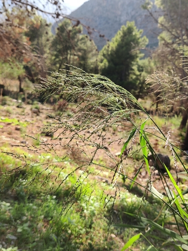 Guinea grass (Megathyrsus maximus)