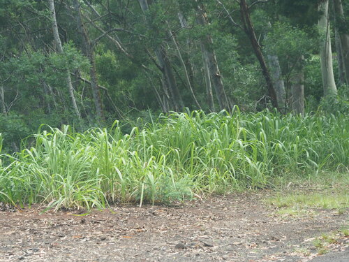 Guinea grass (Megathyrsus maximus)