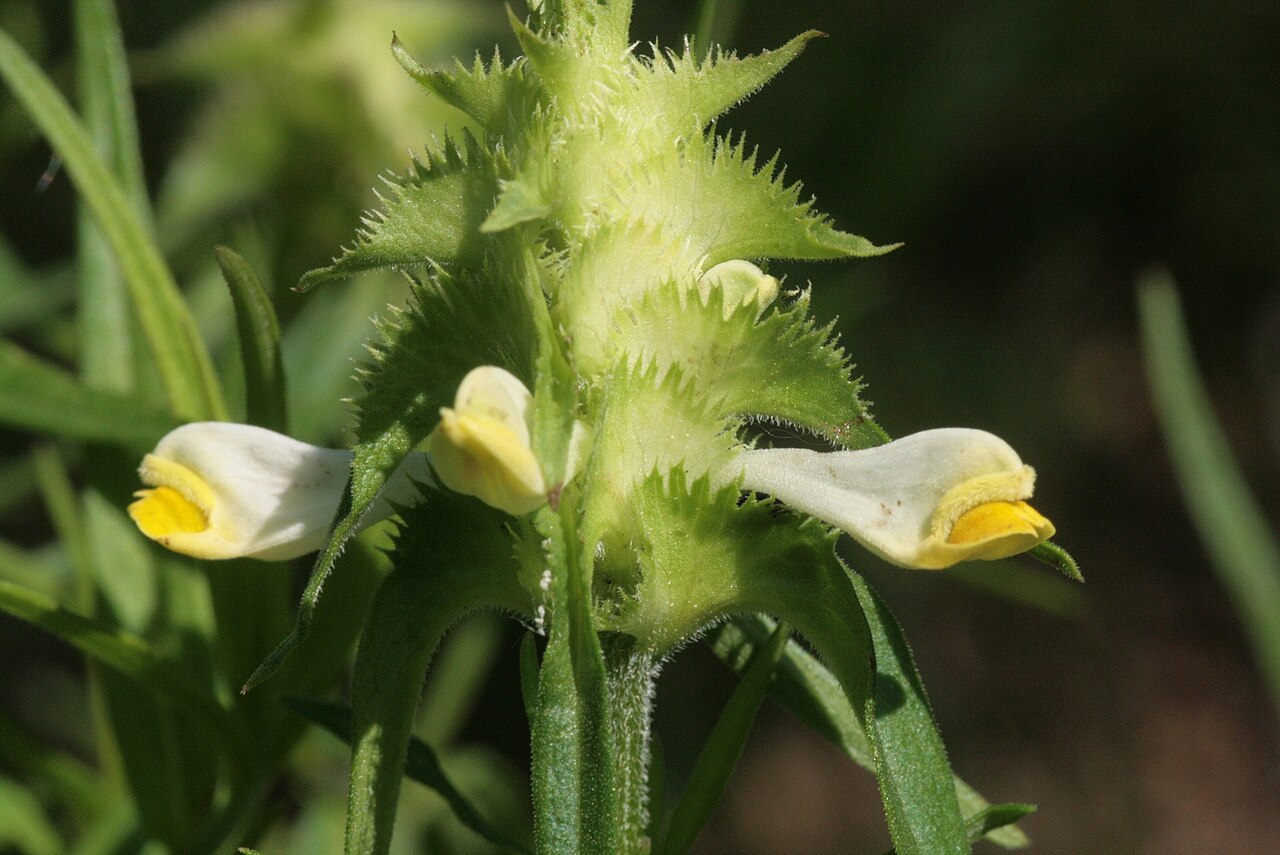 Melampyrum cristatum: Melampyrum cristatum