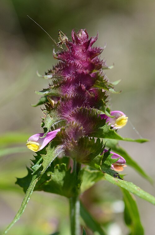 Melampyrum cristatum: Melampyrum cristatum