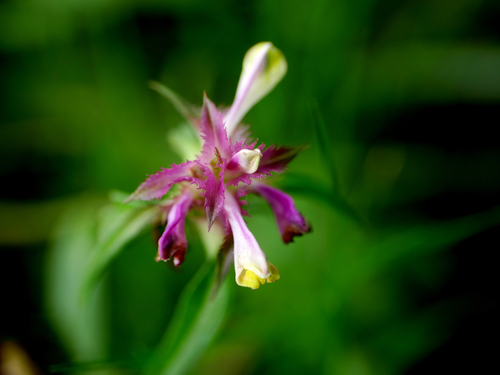 Melampyrum cristatum (Melampyrum cristatum)