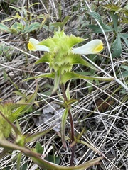 Melampyrum cristatum (Melampyrum cristatum)