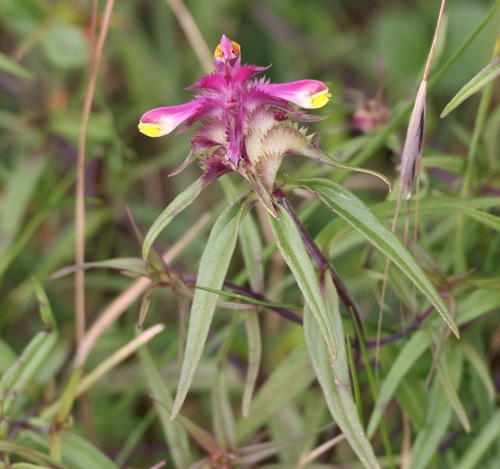Melampyrum cristatum (Melampyrum cristatum)