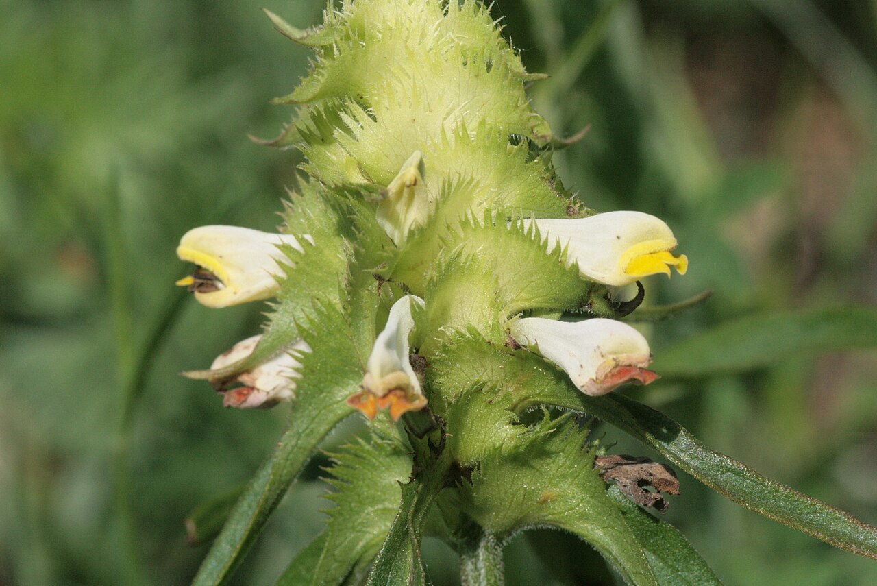 Melampyrum cristatum: Melampyrum cristatum
