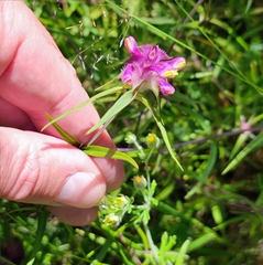 Melampyrum cristatum (Melampyrum cristatum)