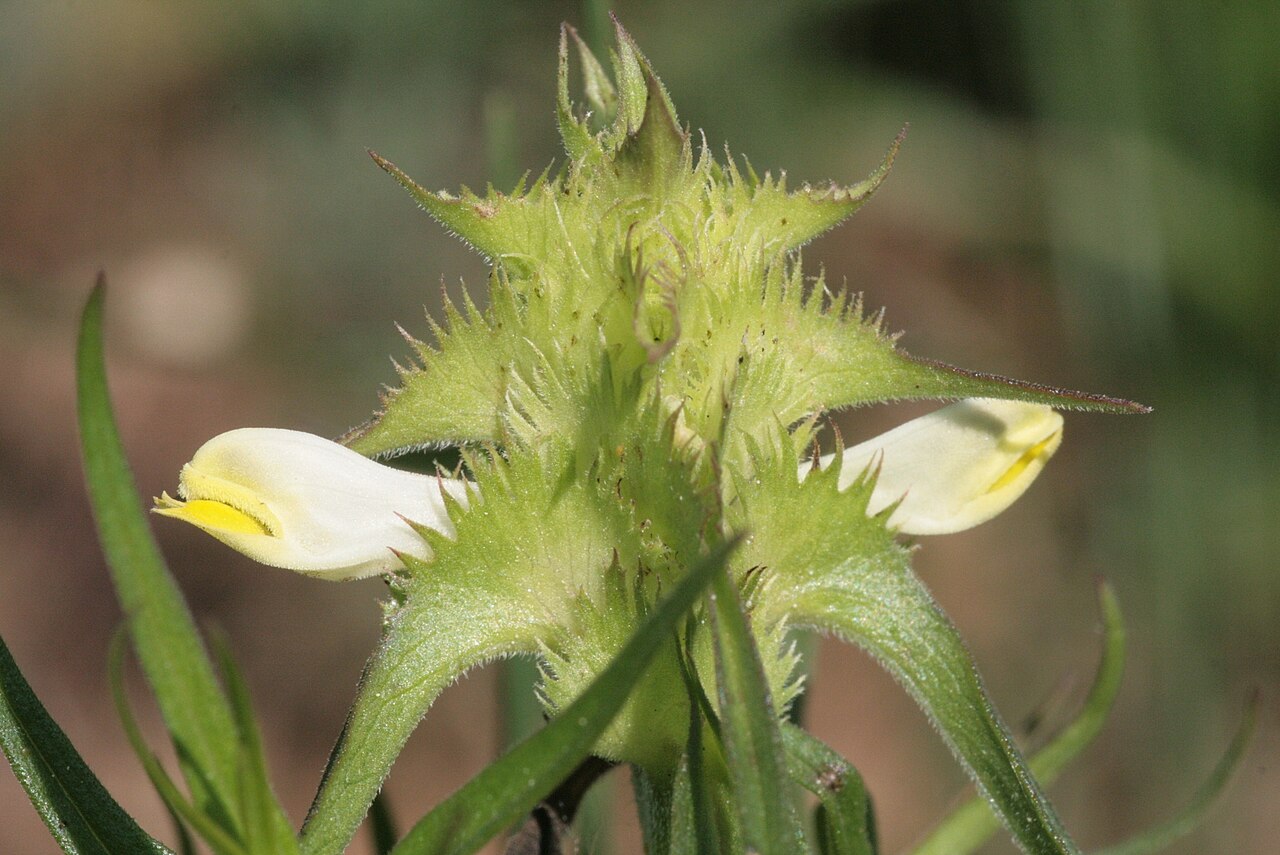 Melampyrum cristatum: Melampyrum cristatum