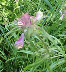 Melampyrum cristatum (Melampyrum cristatum)
