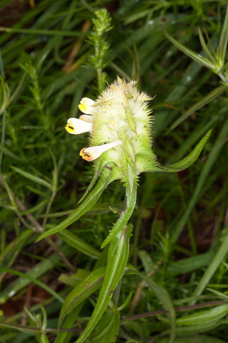 Melampyrum cristatum (Melampyrum cristatum)