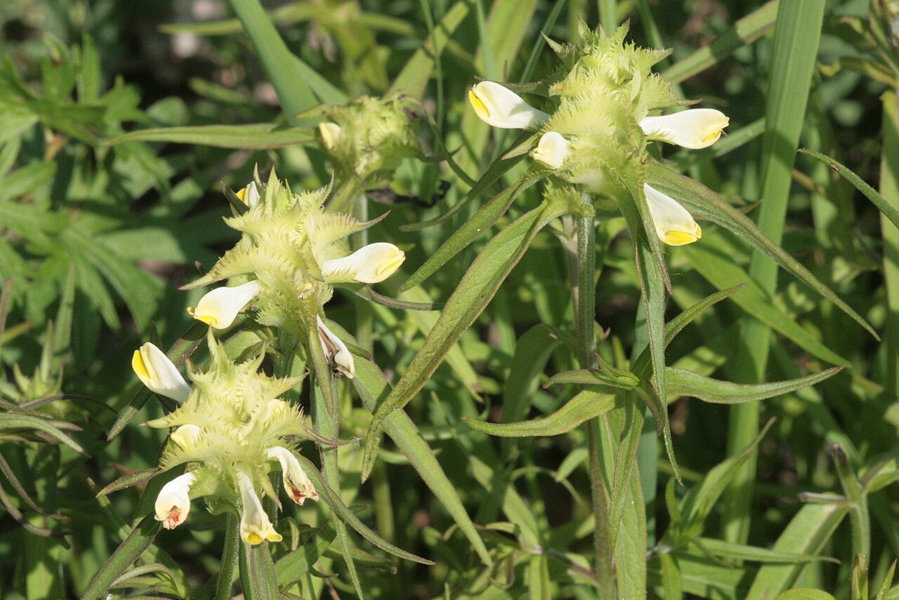 Melampyrum cristatum: Melampyrum cristatum