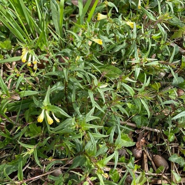 Common cow-wheat (Melampyrum pratense)