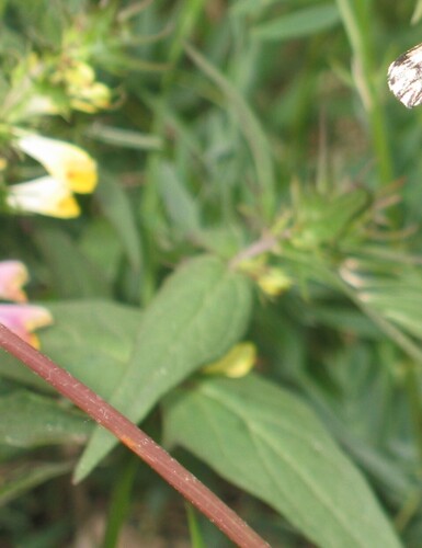 Common cow-wheat (Melampyrum pratense)