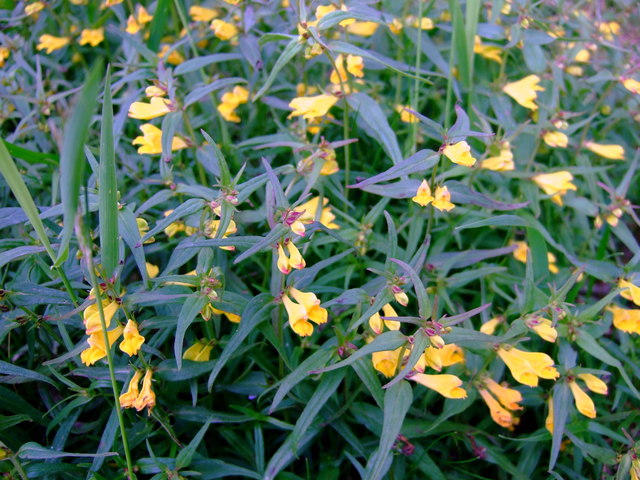 Common cow-wheat: Common cow wheat (Melampyrum pratense) This grows in profusion beneath the young oaks in Pengelli Forest. It is a plant of old woodland and acidic soil, without
