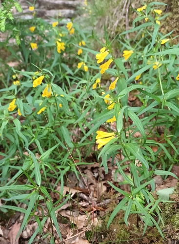 Common cow-wheat (Melampyrum pratense)