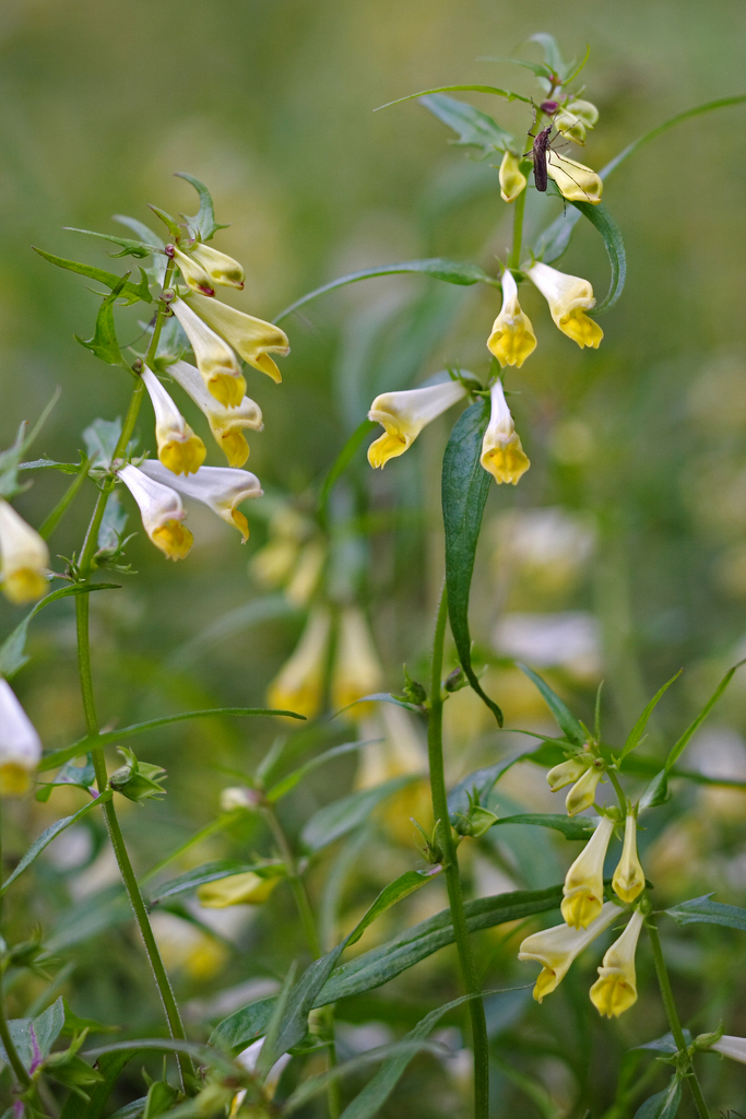 Common cow-wheat: Common Cow-wheat ( Melampyrum pratense ) Dysmorodrepanis 11:03, 28 May 2008