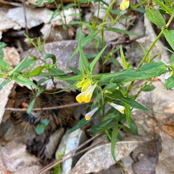 Common cow-wheat (Melampyrum pratense)