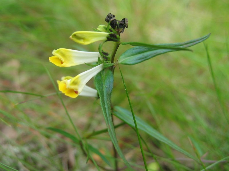 Common cow-wheat: Wiesen-Wachtelweizen Melampyrum pratense , Müritz-Gebiet